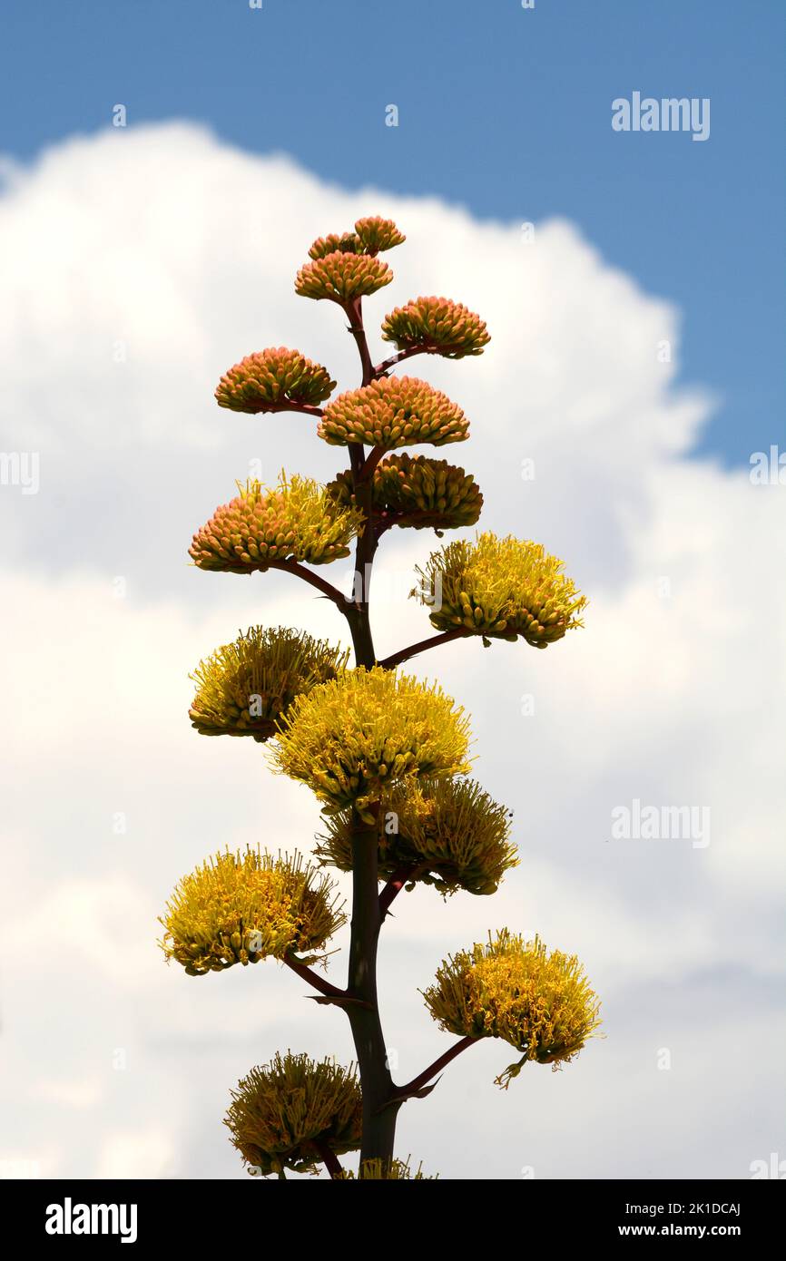 A New Mexico agave plant (Agave Americana), also known as a century plant, blooms in the American desert in New Mexico. Stock Photo