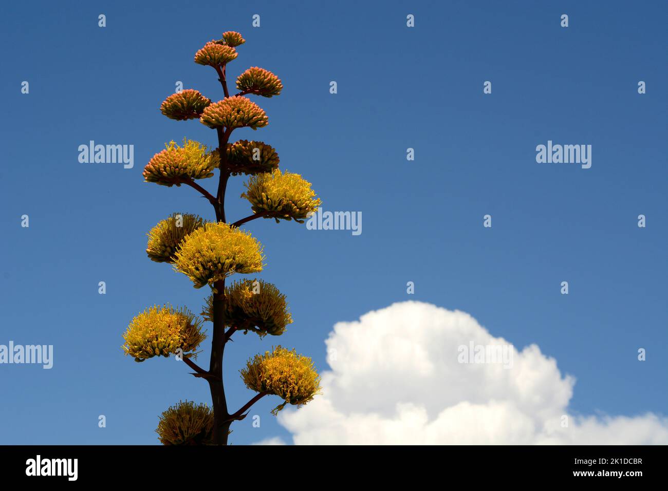 A New Mexico agave plant (Agave Americana), also known as a century plant, blooms in the American desert in New Mexico. Stock Photo