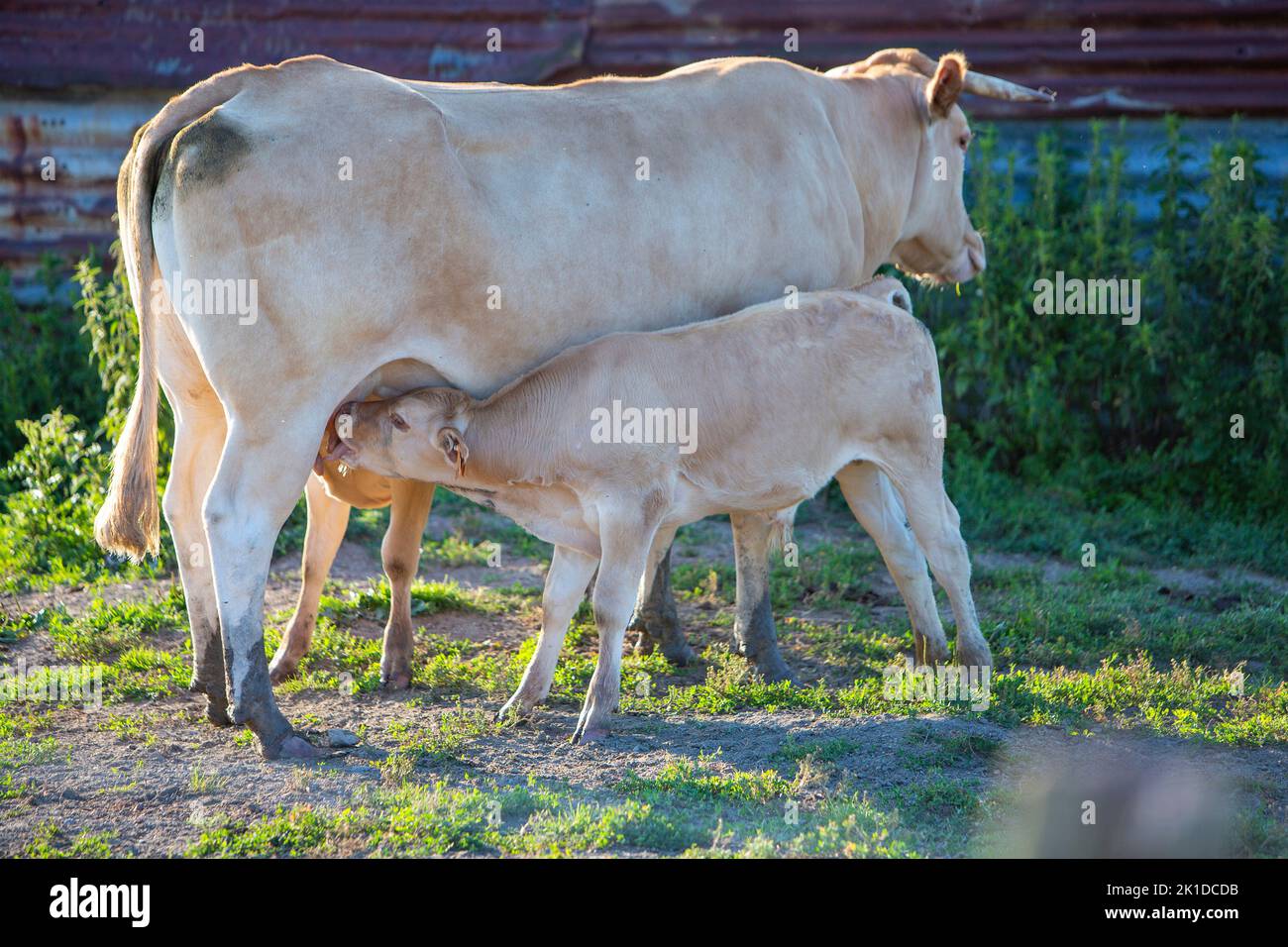 calf drinks from mother cow in backlight Stock Photo