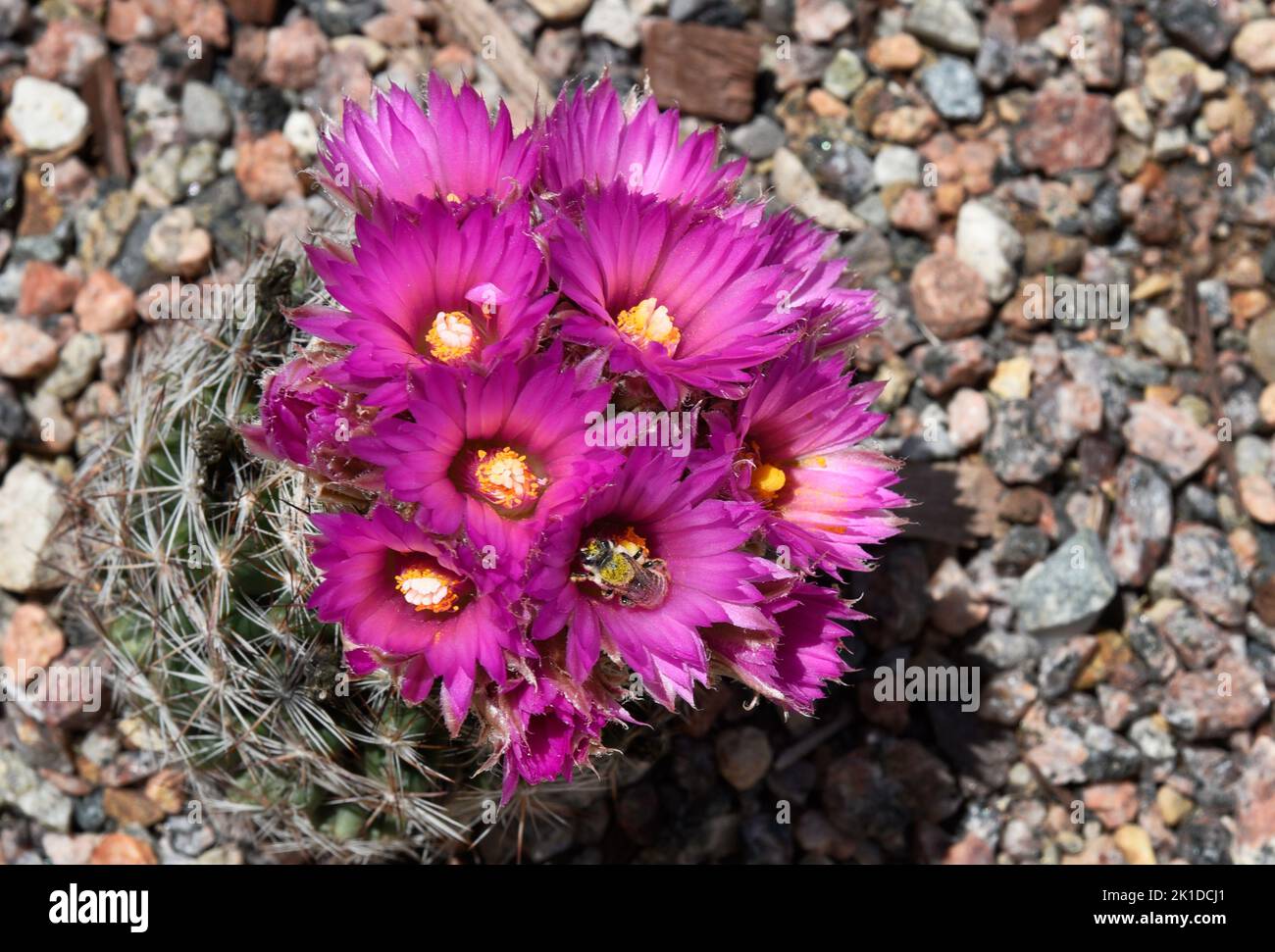 A bee visits a blooming pincushion cactus (Escobaria vivipapa), also known as a beehive cactus, in the American Southwest near Santa Fe, New Mexico. Stock Photo