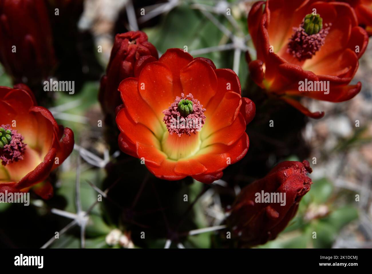 A claretcup cactus (Echinocereus triglochidiatus), a species of hedgehog cactus also known as kingcup cactus, blooms in New Mexico. Stock Photo