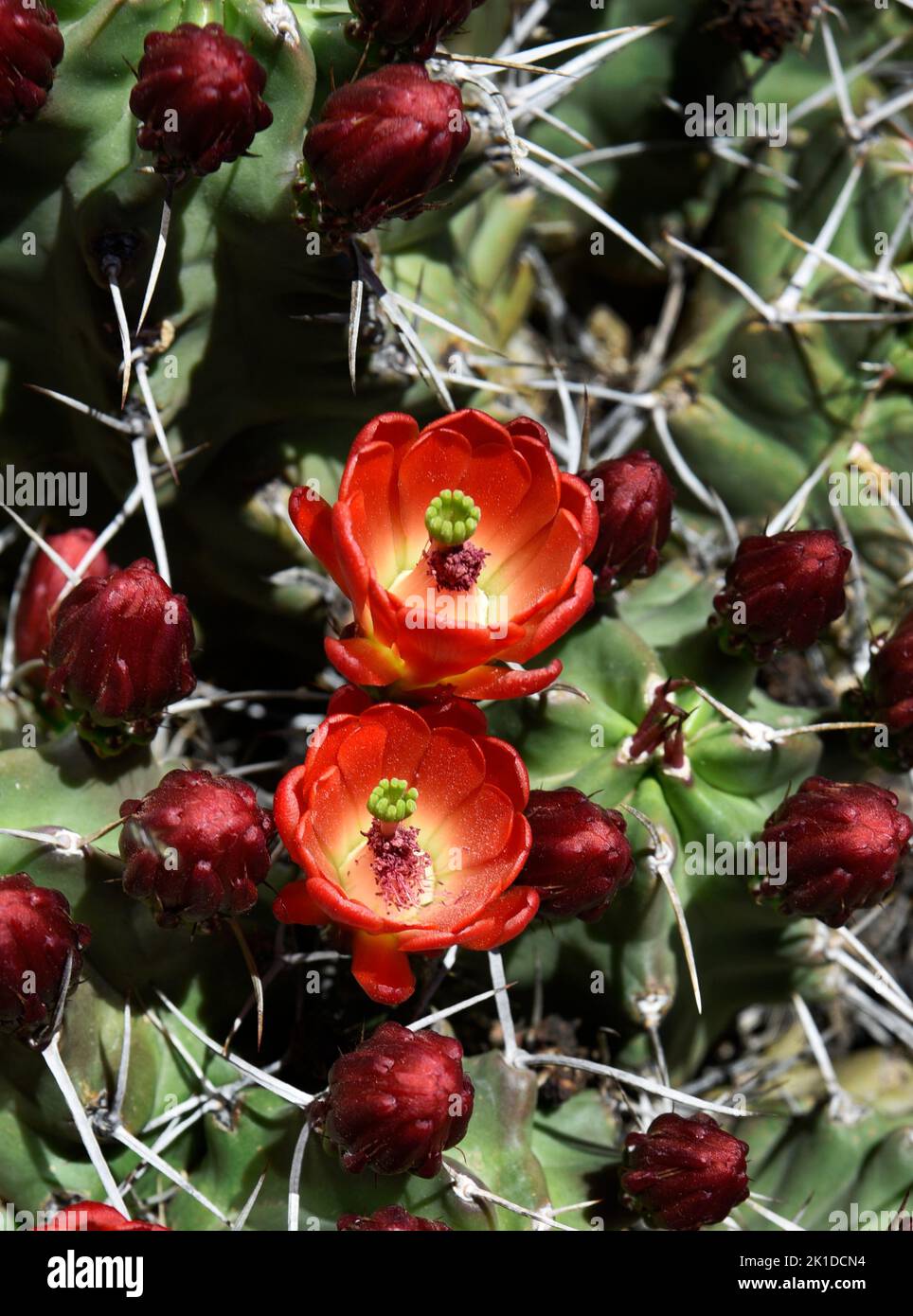 A claretcup cactus (Echinocereus triglochidiatus), a species of hedgehog cactus also known as kingcup cactus, blooms in New Mexico. Stock Photo