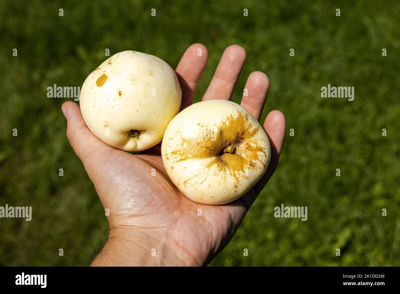 Two apples lying on a hand. Grass in background Stock Photo