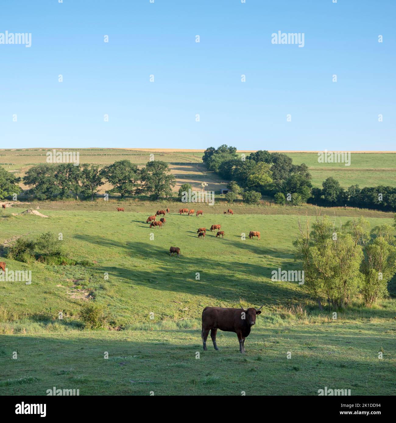 brown cows graze in green grassy summer landscape near Han sur Lesse and Rochefort in belgian ardennes area Stock Photo