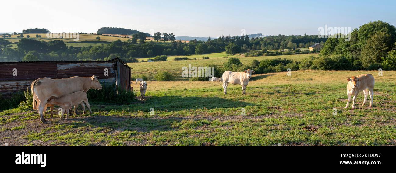 cows graze in green grassy summer landscape near Han sur Lesse and Rochefort in belgian ardennes area Stock Photo