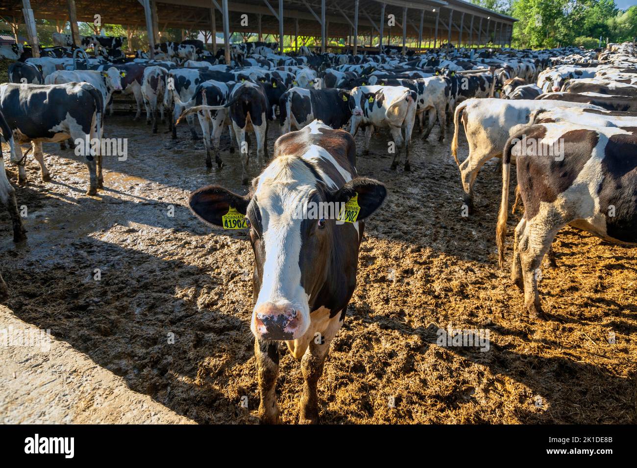 Holstein Dairy Cows. Livingston County. York, New York Stock Photo