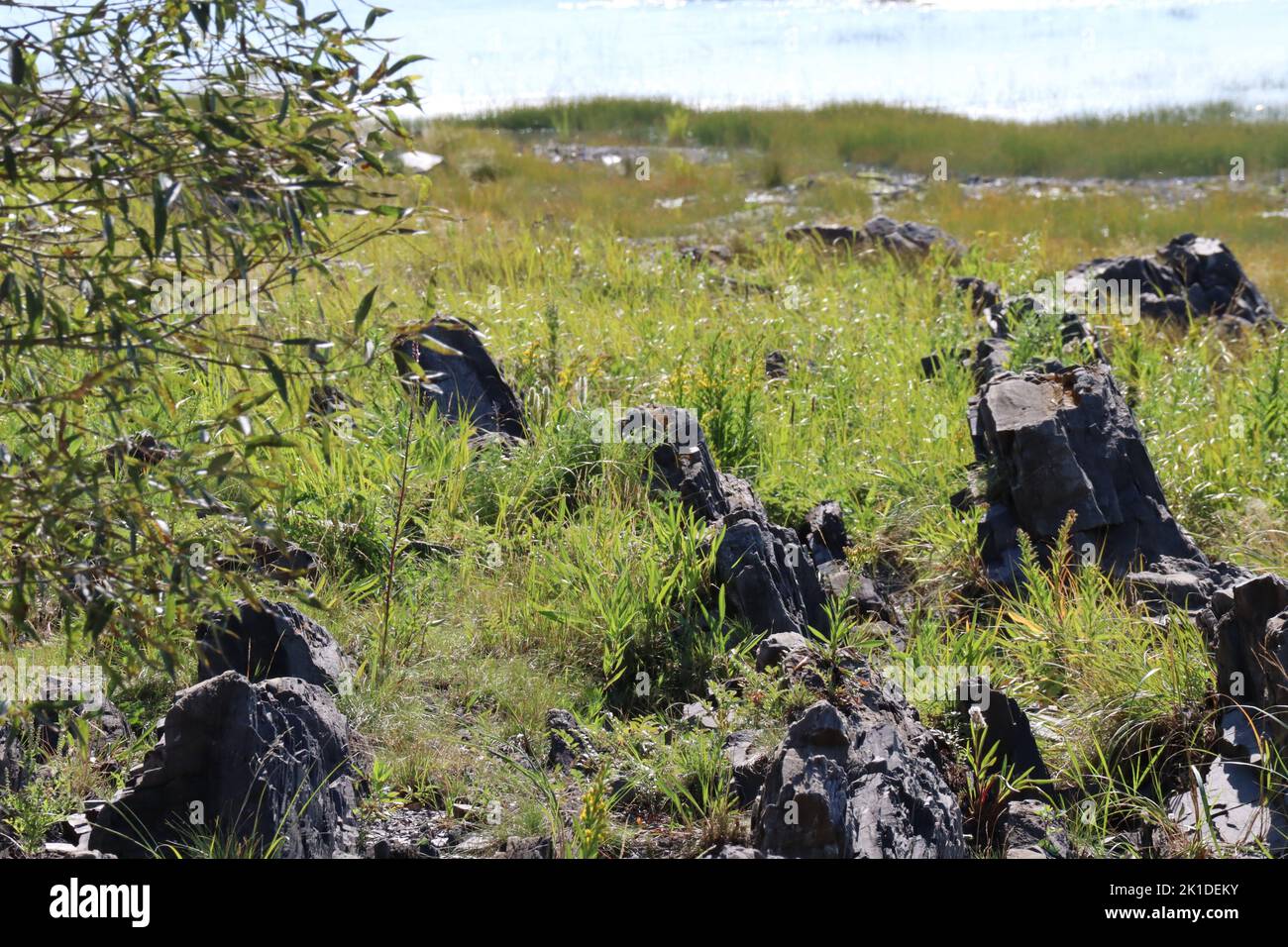A field of grass and large gray rocks in sunny weather Stock Photo - Alamy