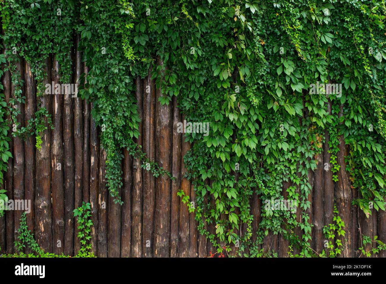 A green Ivy on the exterior fence Stock Photo - Alamy