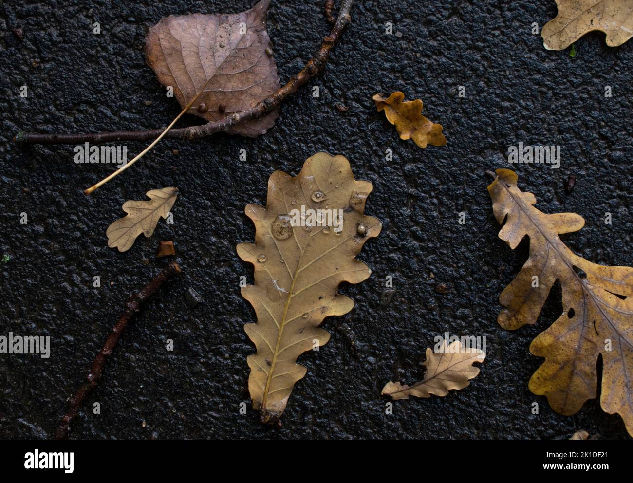 A top view shot of dry brown leaves fallen on black asphalt ground ...