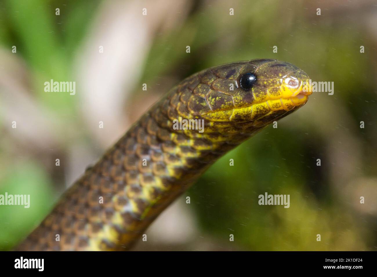 Sabin's ground snake (Atractus michaelsabini ) a new species of snake discovered in 2022 in Southern Ecuador in South America. Stock Photo