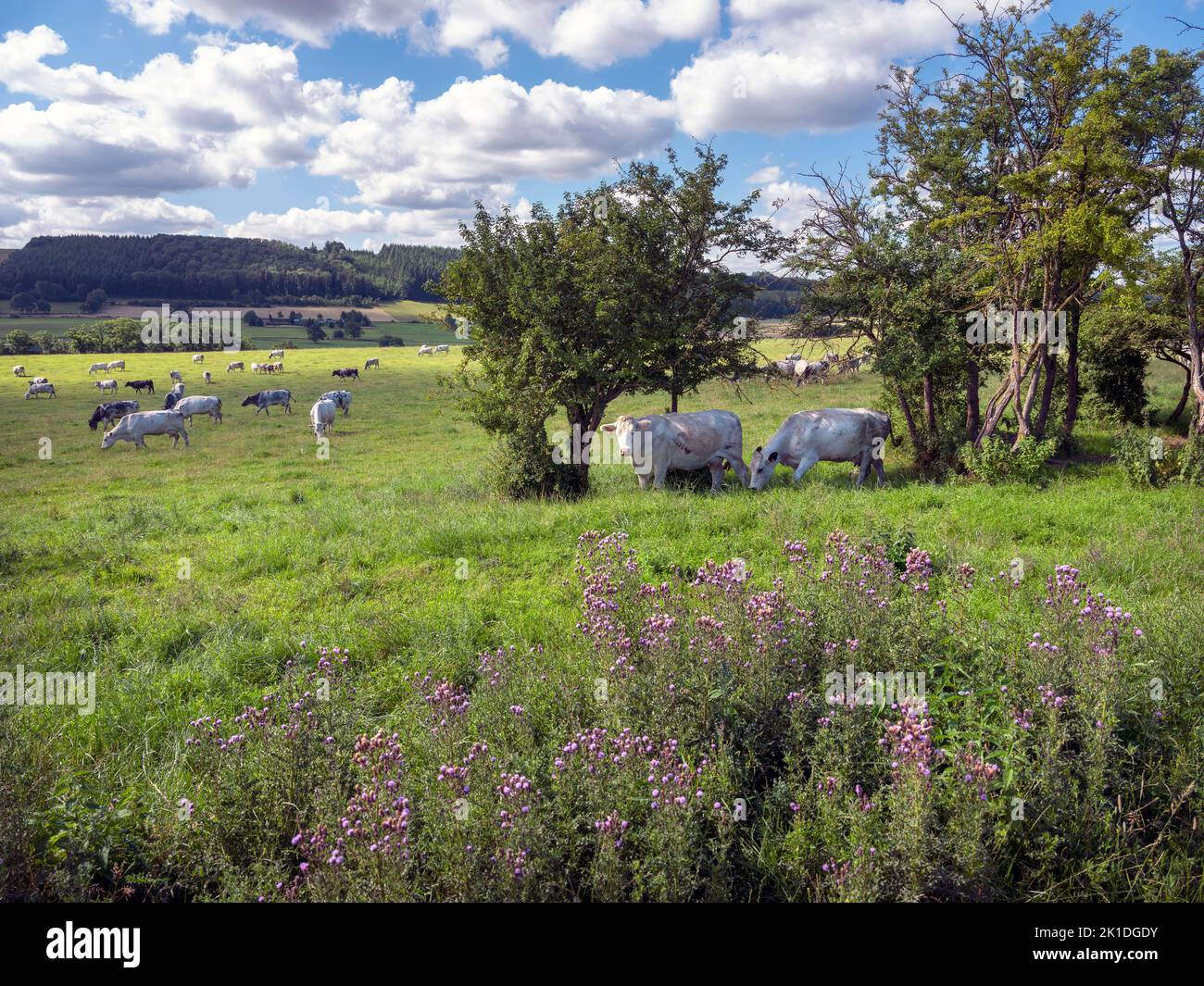 cows graze near thistles in green grassy summer landscape near Han sur Lesse and Rochefort in belgian ardennes area Stock Photo
