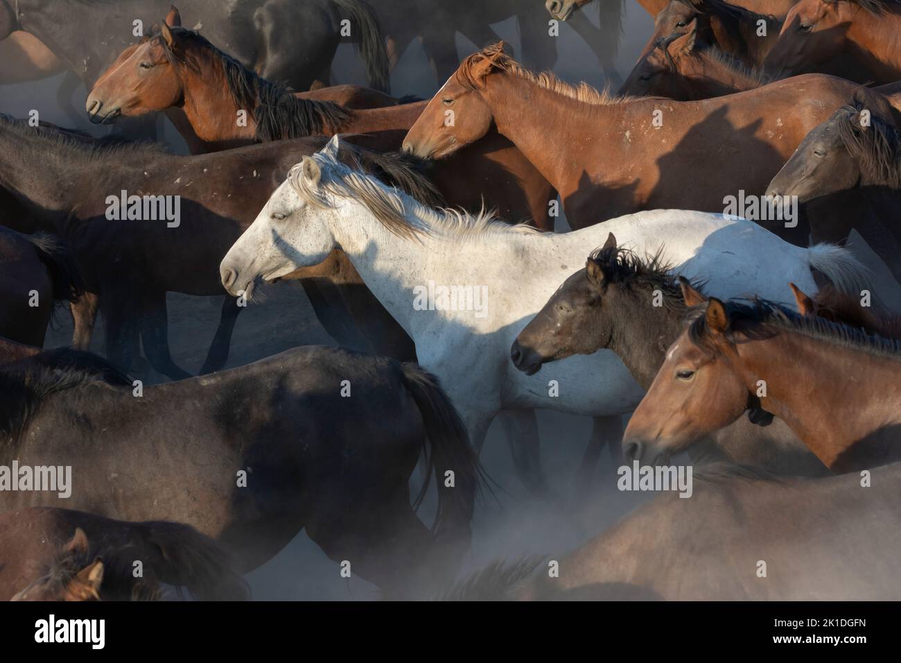 Horses, which kept up with the natural life, multiplied over time and