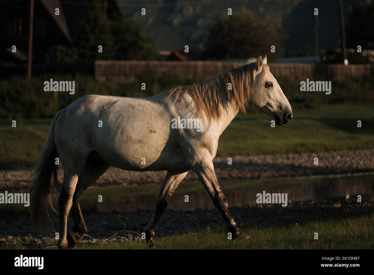A white horse grazing in the summer sunrise Stock Photo - Alamy
