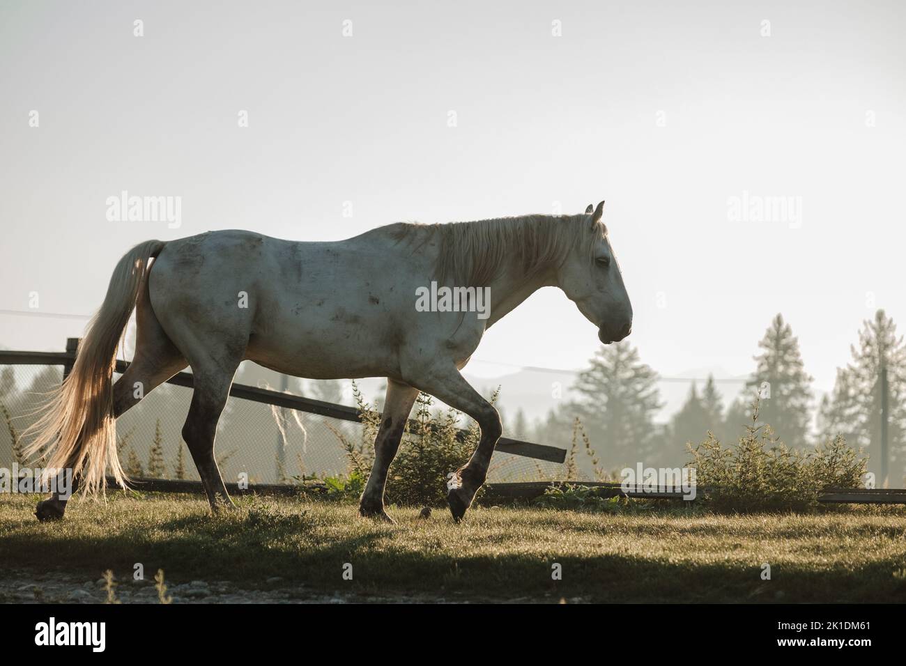 A white horse grazing in the summer sunrise Stock Photo - Alamy