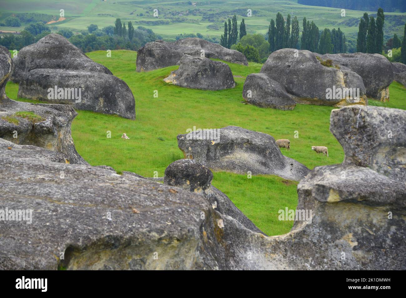 New Zealand- Large format panoramic landscape of sheep grazing on grassland among amazing huge boulders on the South island. Stock Photo
