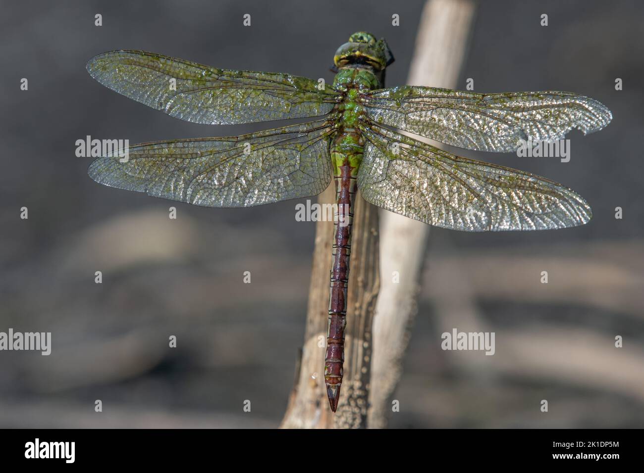 A common green darner (Anax junius) next to a pond in California. Stock Photo