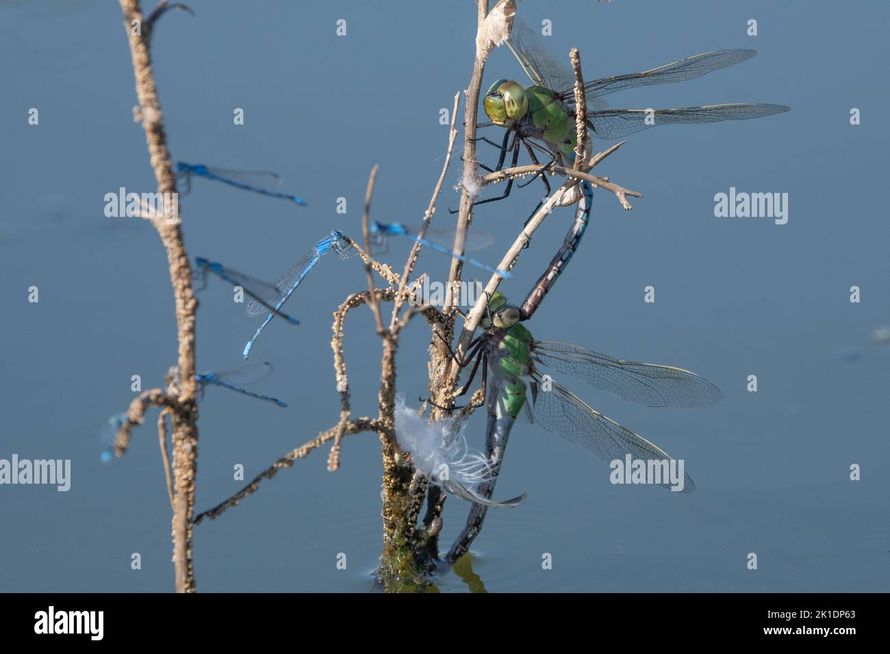bluet damselflies and common green darner (Anax junius) mating on a twig in a pond in California, USA. Stock Photo