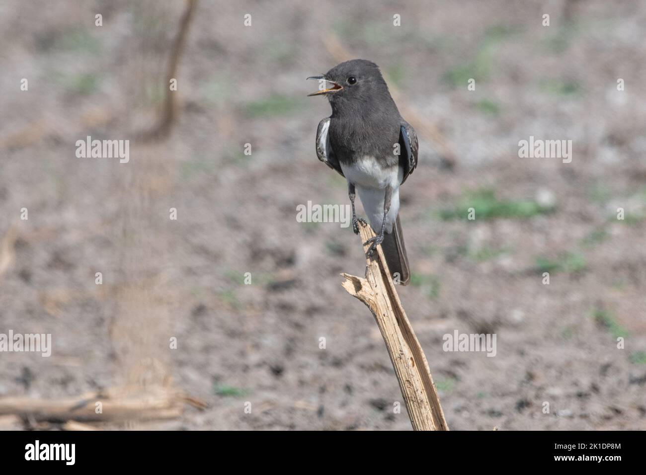 A black phoebe (Sayornis nigricans) a flycatcher panting and thermoregulating during a heatwave in California. Stock Photo
