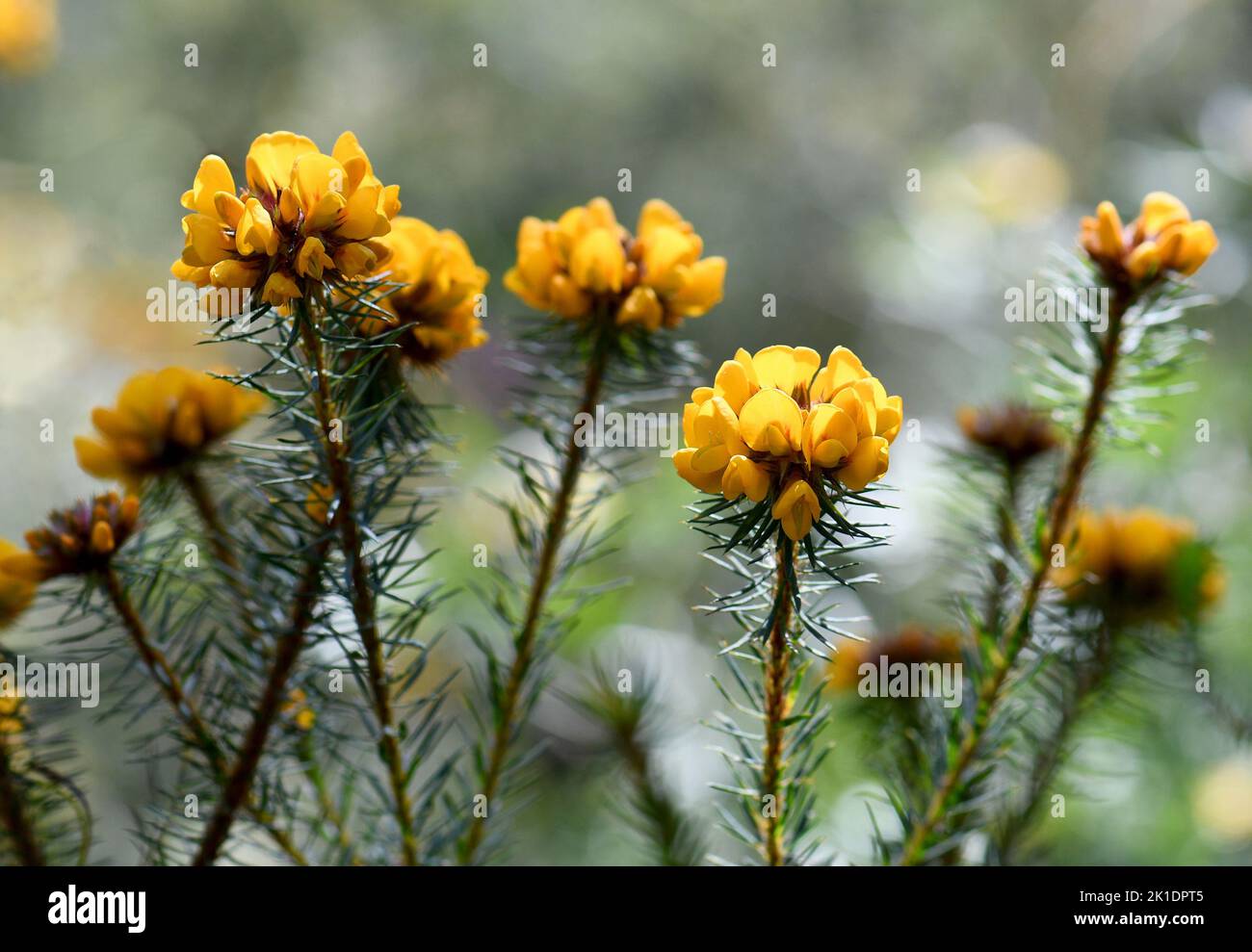 Yellow flowers of the Australian native Handsome Bush Pea, Pultenaea stipularis, family Fabaceae. Grows in dry sclerophyll forest, woodland and heath Stock Photo