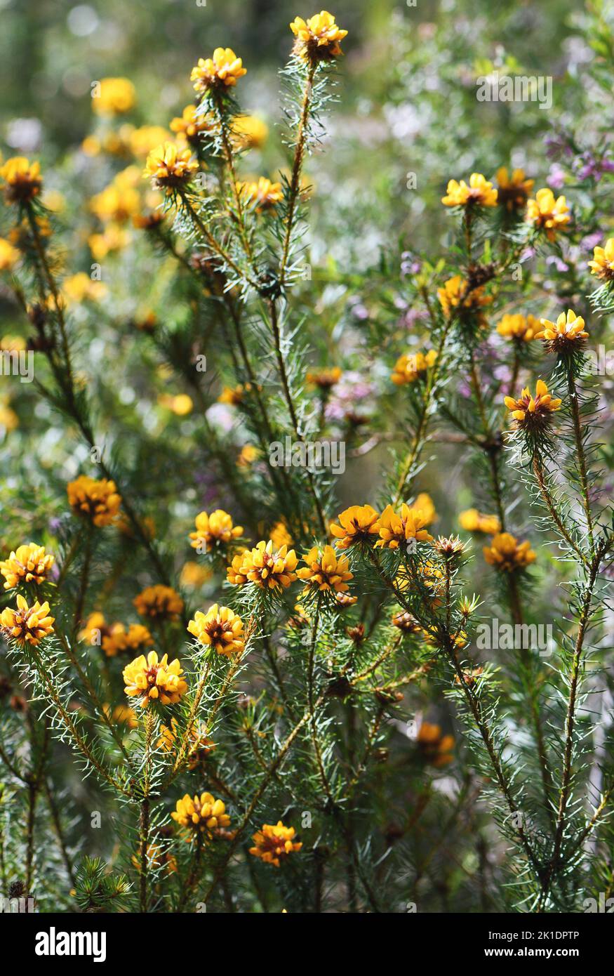 Yellow flowers of the Australian native Handsome Bush Pea, Pultenaea stipularis, family Fabaceae. Grows in dry sclerophyll forest, woodland and heath Stock Photo