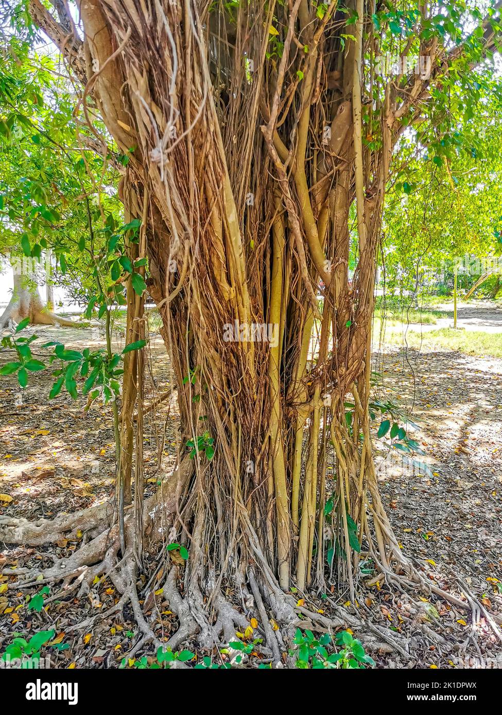 Huge beautiful Ficus maxima Fig tree in Playa del Carmen Quintana Roo ...