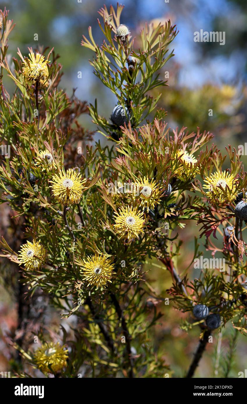 Australian native broadleaf drumstick flowers and fruit, Isopogon