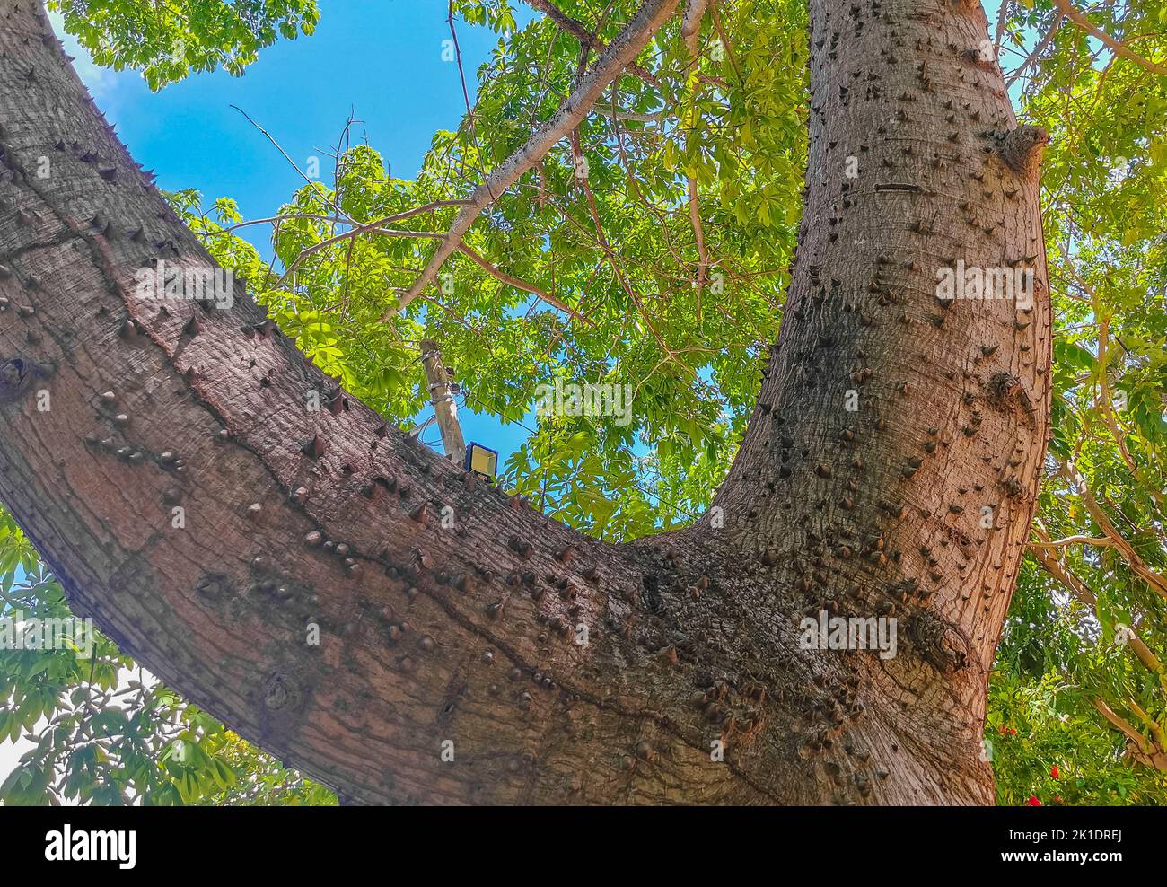 Huge beautiful Kapok tree Ceiba tree with spikes in tropical park