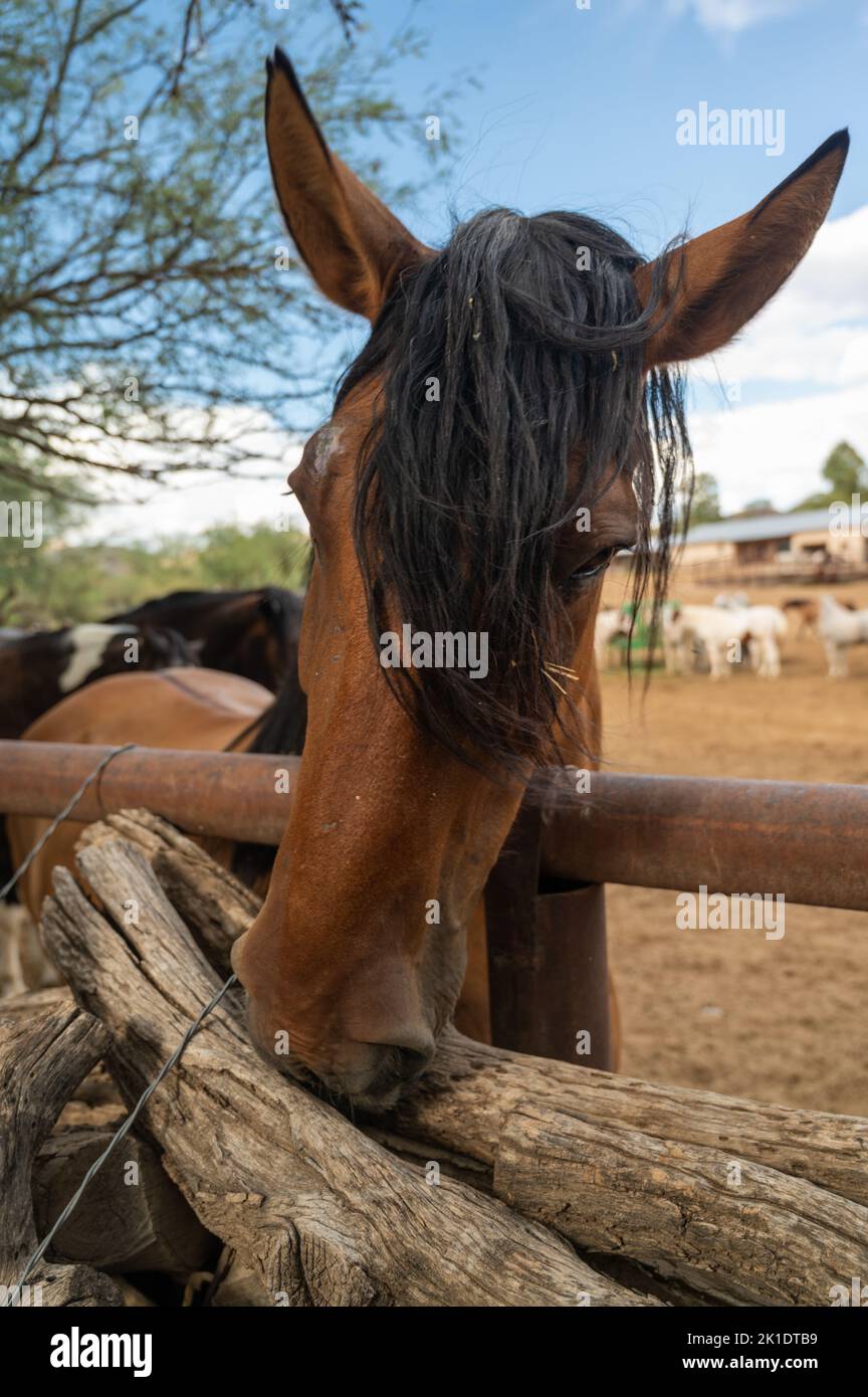 Closeup of horse head in a corral Stock Photo Alamy