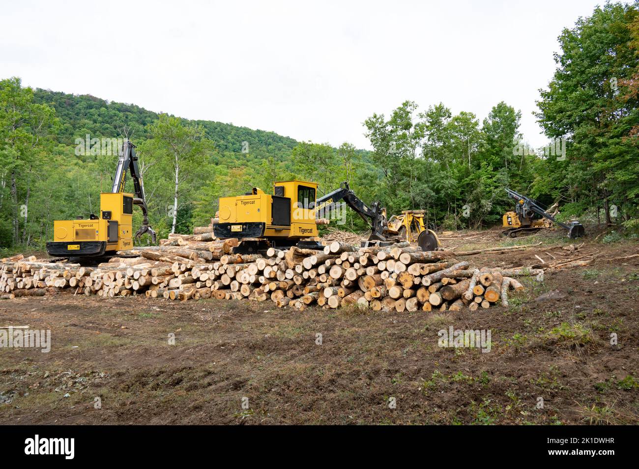 A logging job site in the Adirondack Mountains, NY with two loaders a log saw and a tree delimber and a pile of cut logs ready for transport. Stock Photo