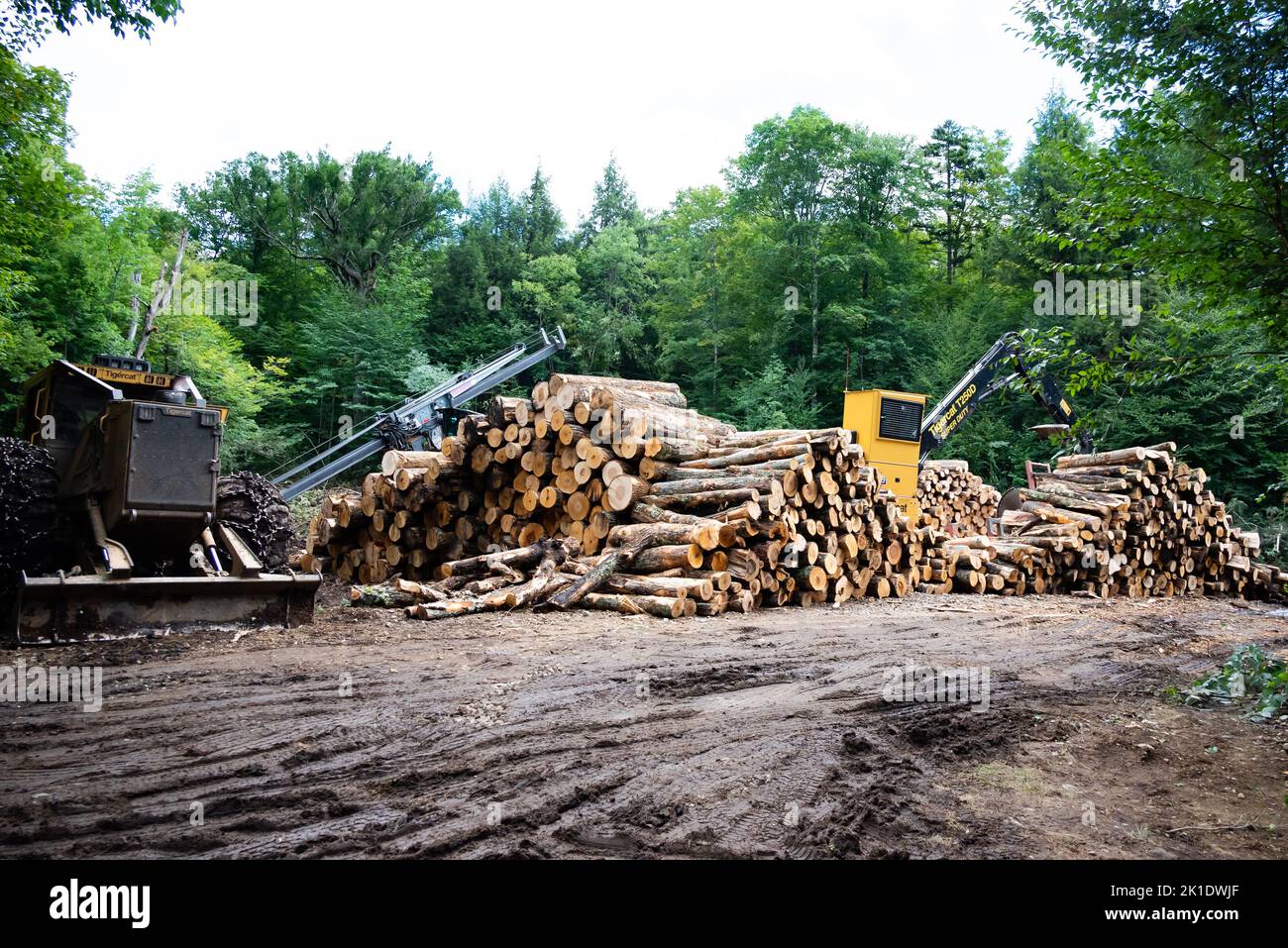 A logging job site in the Adirondack Mountains, NY, with a large pile of logs, a log skidder, a tree delimber and a loader Stock Photo