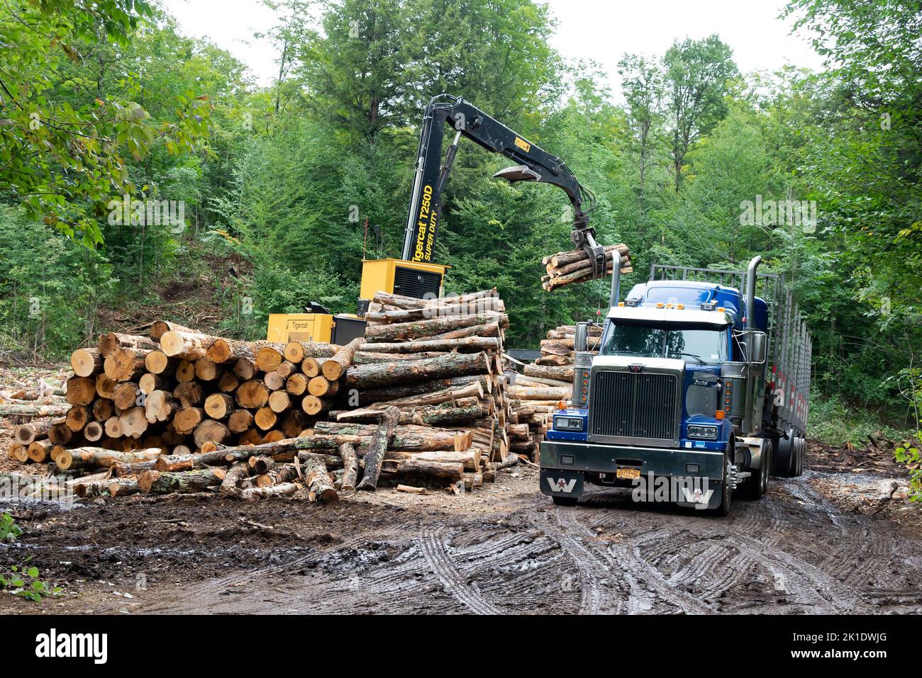 A logging job site with a loader loading logs onto a tractor trailer Stock Photo