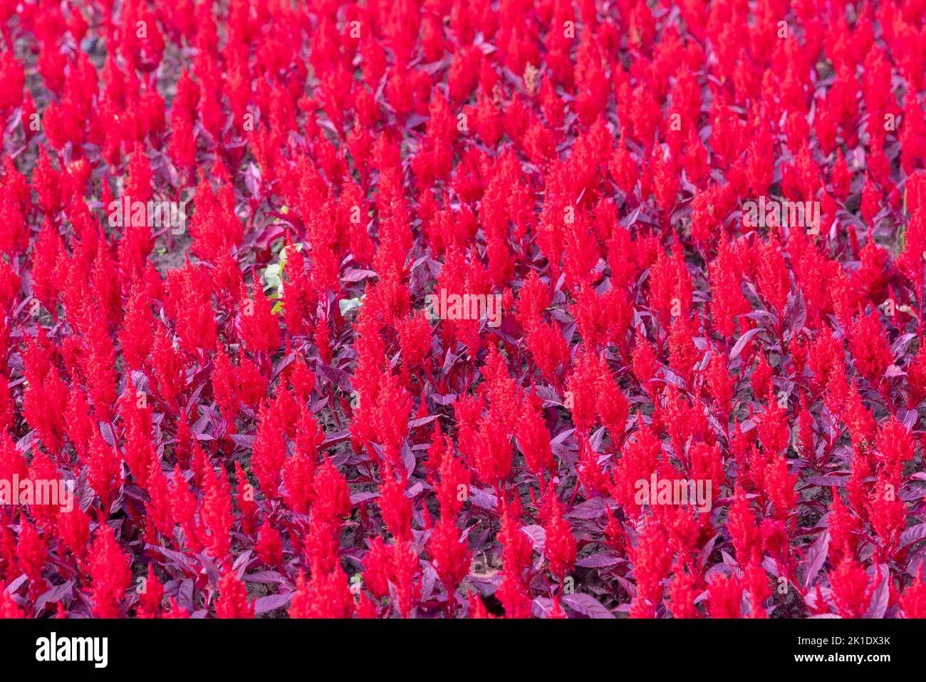 Thousand ears of grain in the garden Stock Photo Alamy