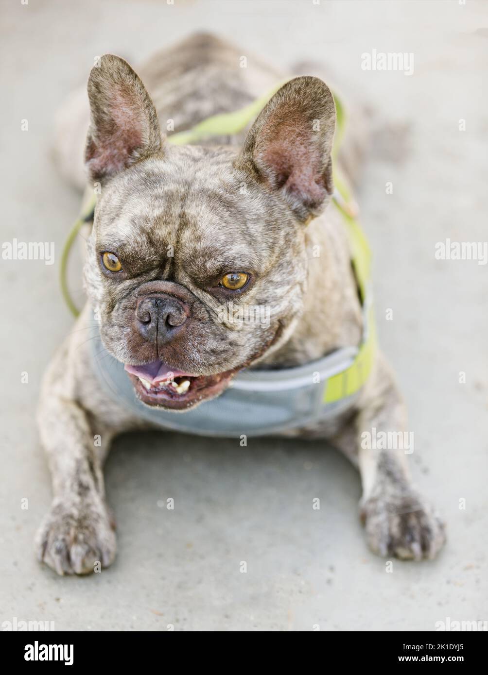 5-Year-Old Light Brindle Male Frenchie Resting. Off-leash dog park in Northern California. Stock Photo