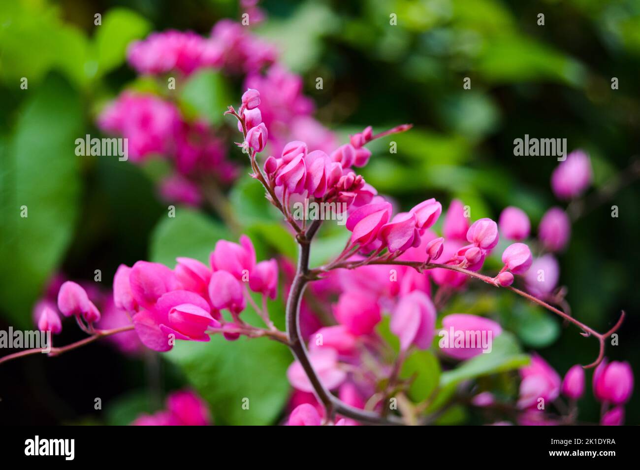 Antigonon leptopus commonly known as coral vine or Mexican creeper or queen's wreath. With blured background, light bokeh background. Stock Photo