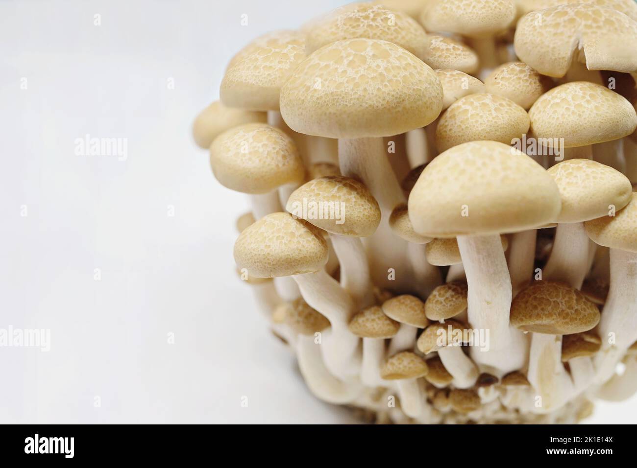 The beech mushroom, Hypsizygus tessulatus, is an edible mushroom native to East Asia. It is cultivated in temperate climates and sold fresh in superma Stock Photo