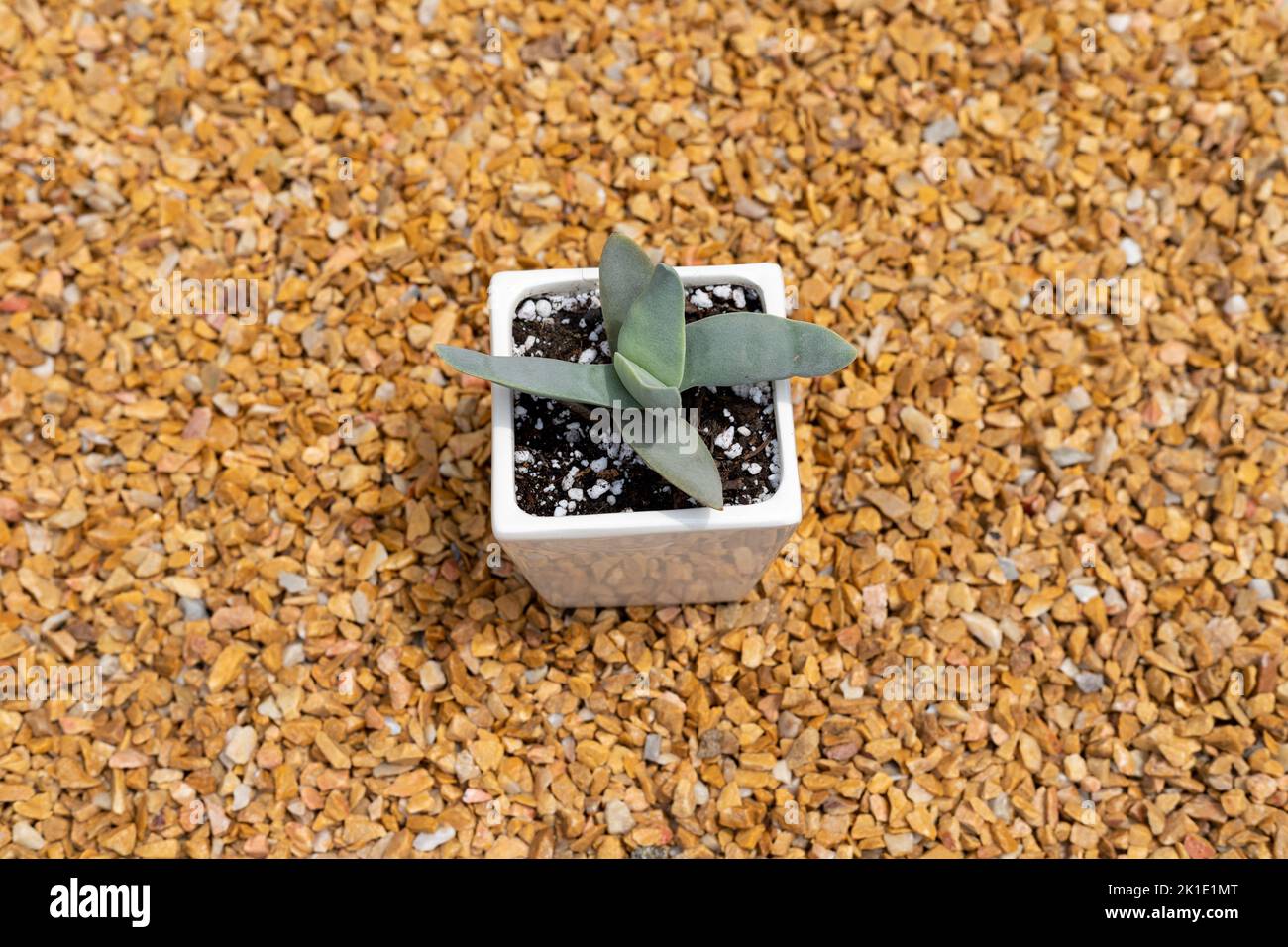 Crassula propeller hires stock photography and images Alamy