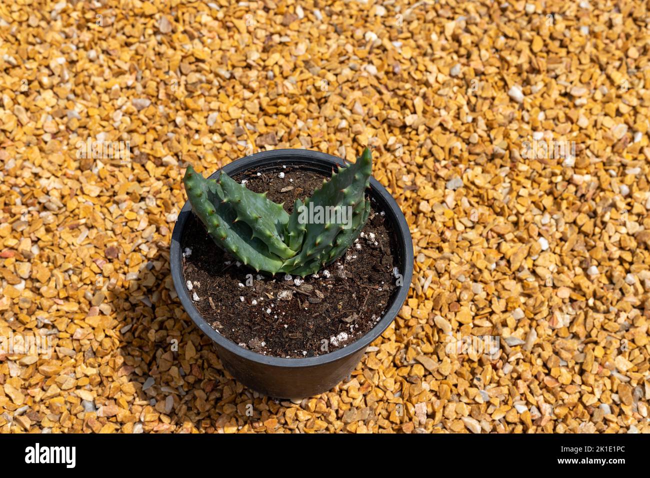 Aloe aculeata or ngopanie succulents in a pot high angle view Stock Photo