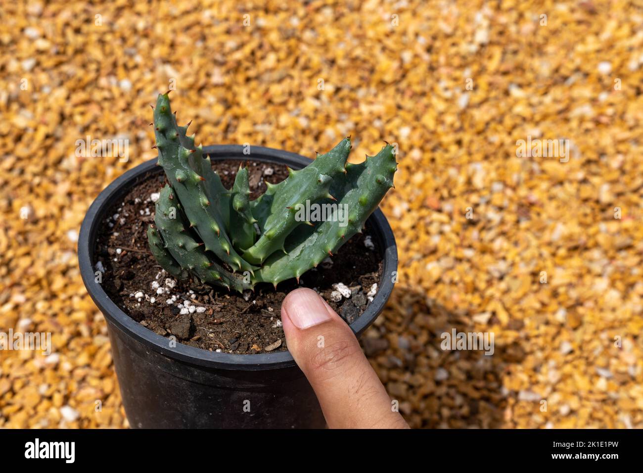 Aloe aculeata succulent plant in a plastic pot Stock Photo