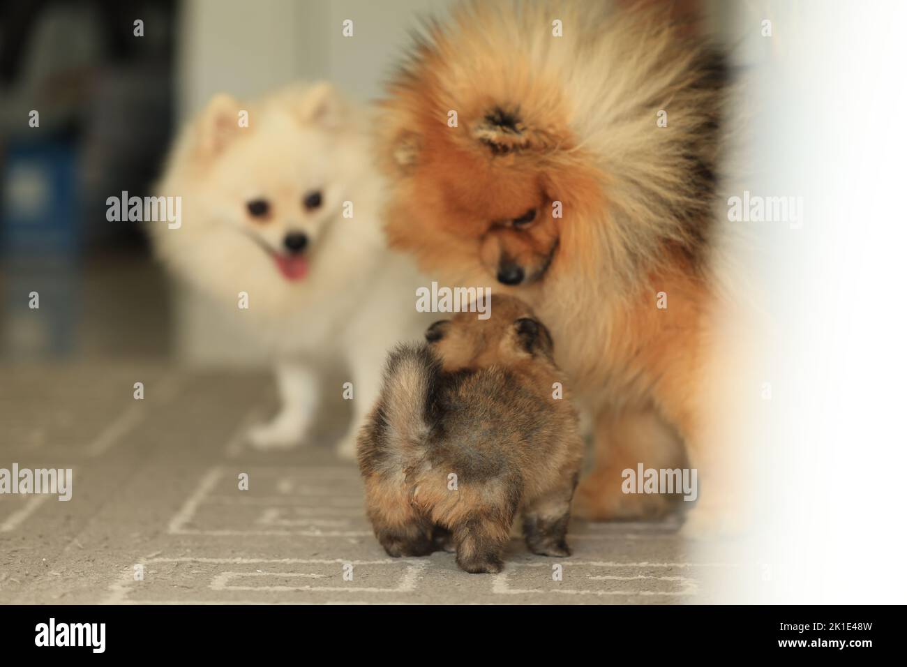 Family of dogs. pomeranian mom, dad and puppy Stock Photo