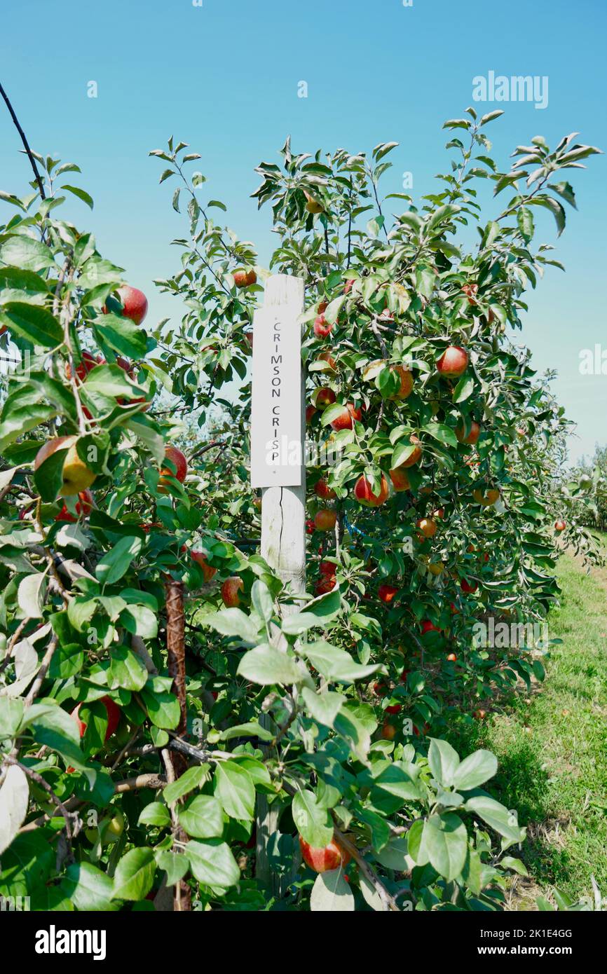 Crimson crisp apple picking Stock Photo Alamy