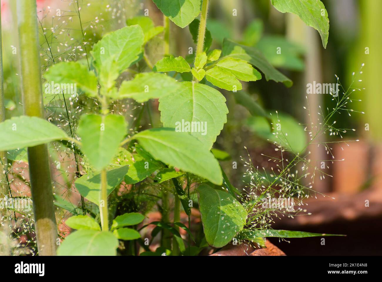 Ocimum tenuiflorum plant, commonly known as holy basil or tulsi plant