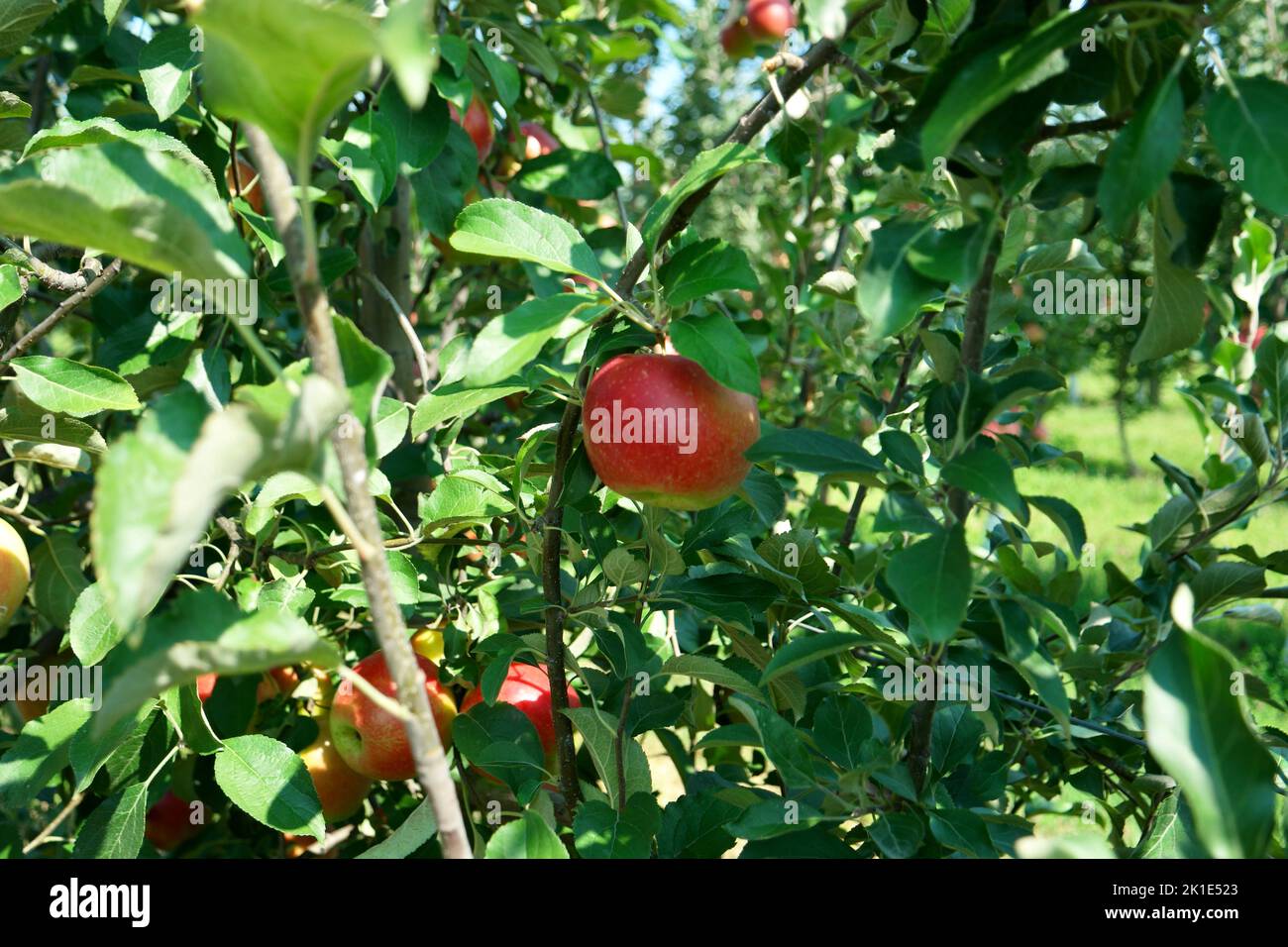 Crimson crisp apple picking Stock Photo Alamy