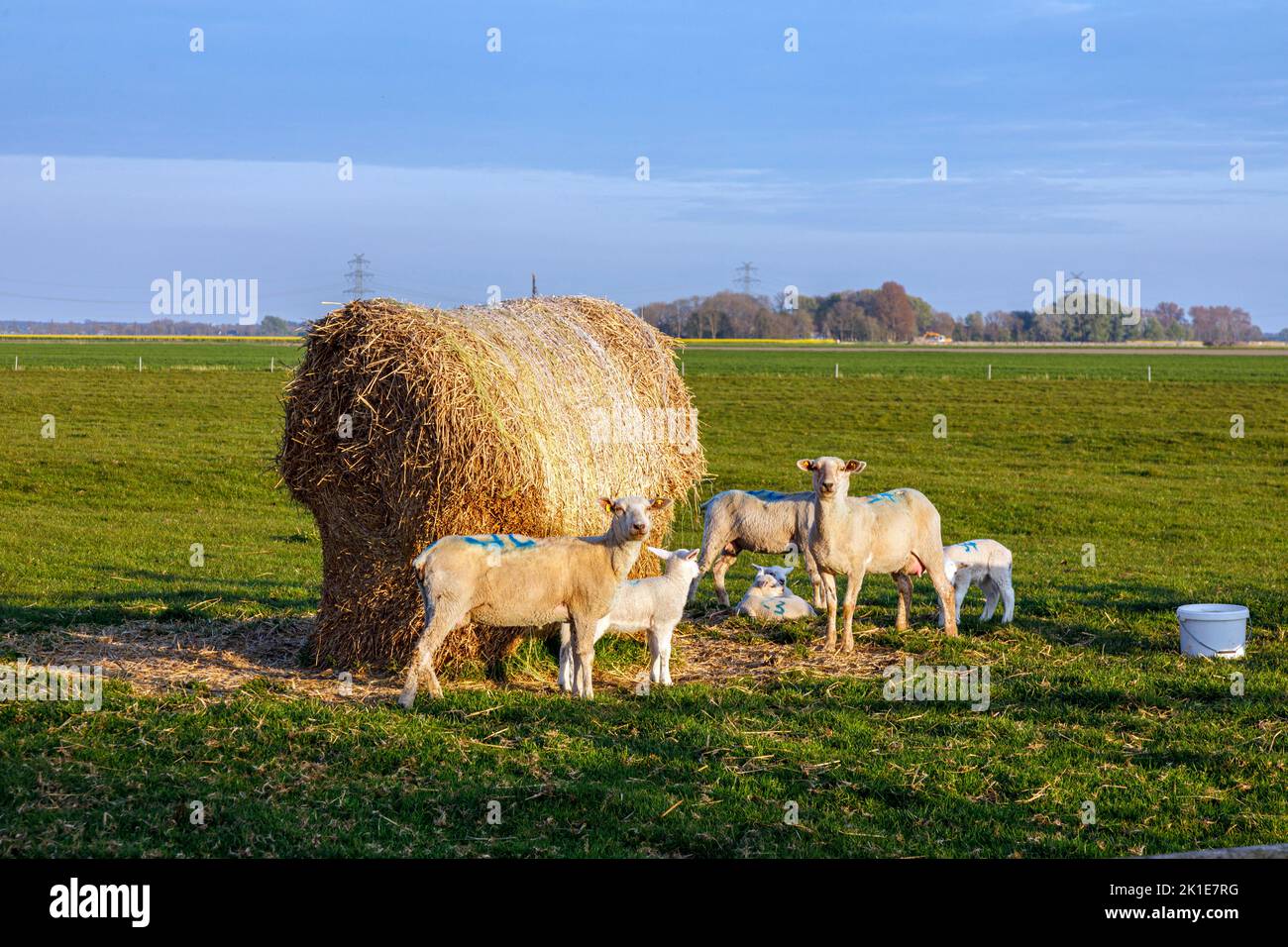 Lambs In Paddock Flock of sheep with lambs in the paddock Stock Photo - Alamy