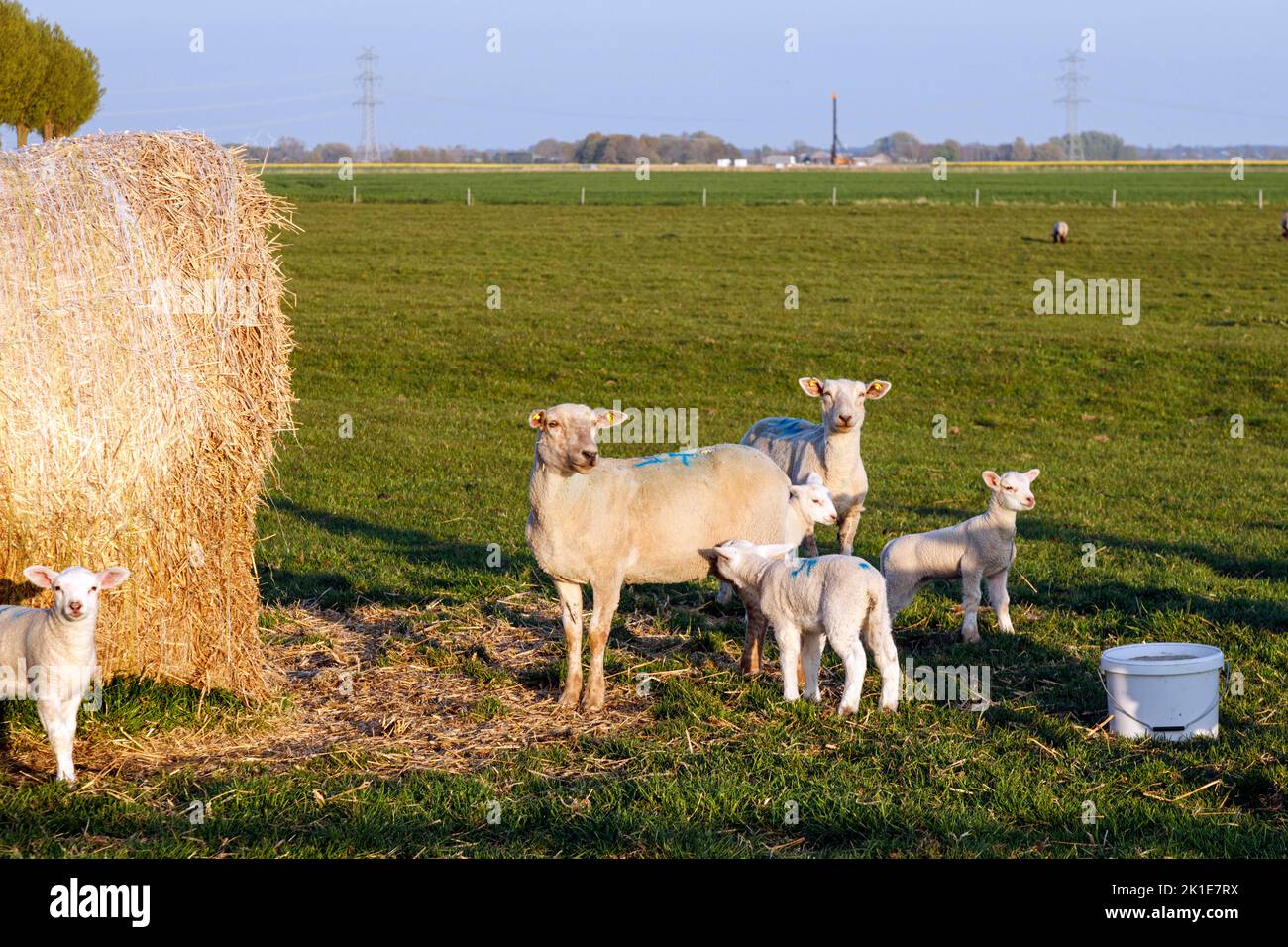Lambs In Paddock Flock of sheep with lambs in the paddock Stock Photo - Alamy