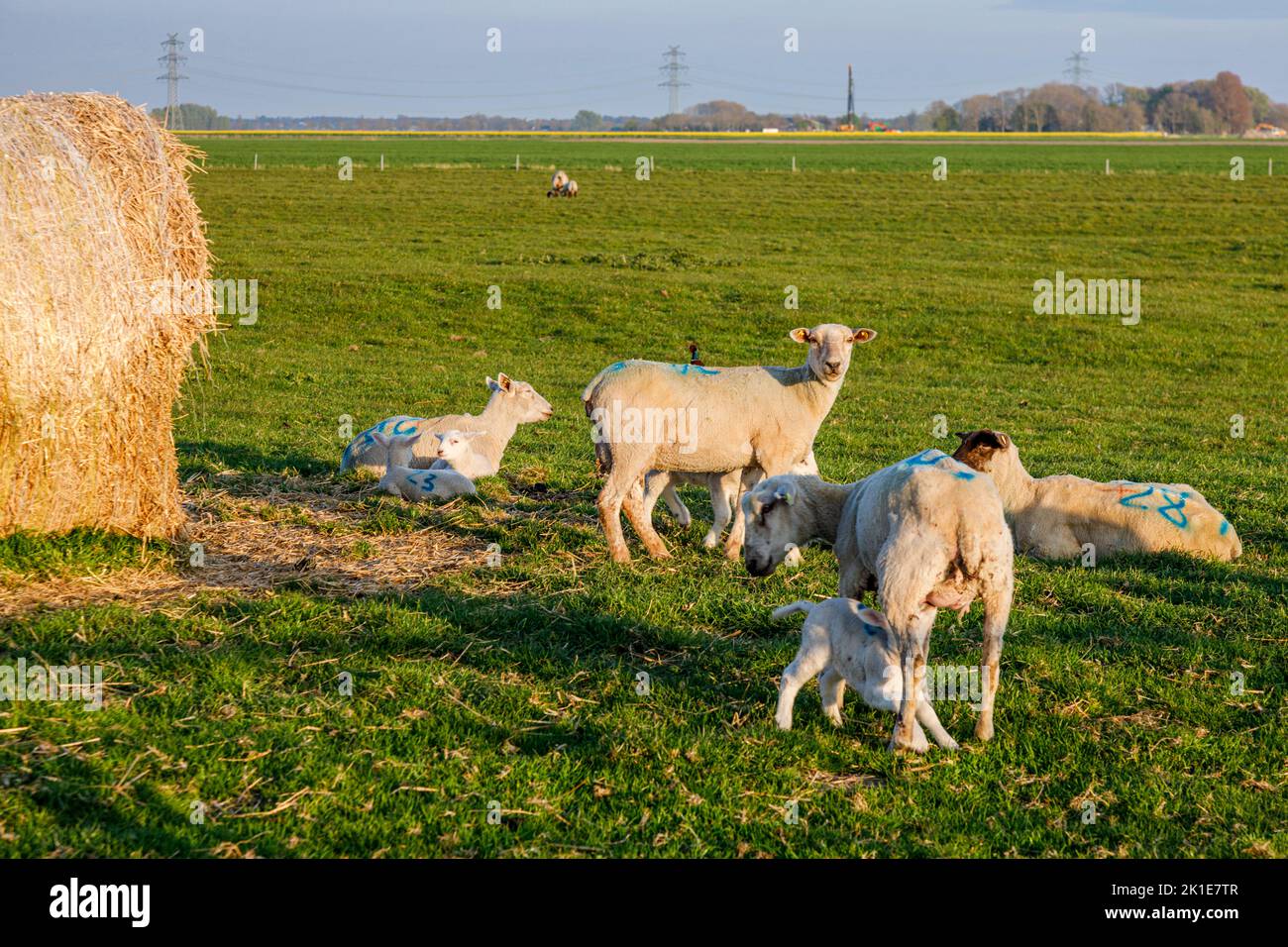 Lambs In Paddock Flock of sheep with lambs in the paddock Stock Photo - Alamy