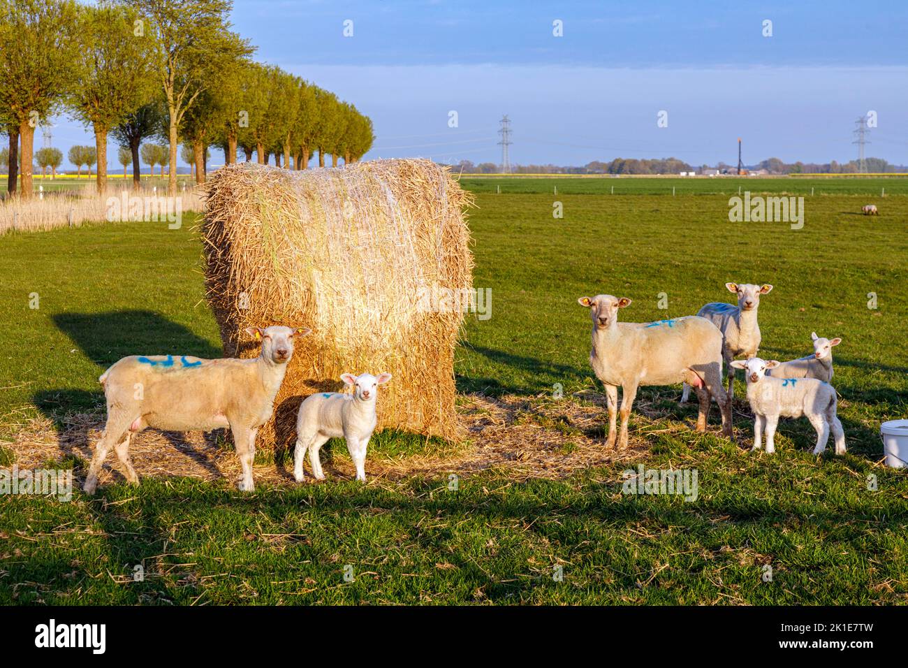 Lambs In Paddock Flock of sheep with lambs in the paddock Stock Photo - Alamy