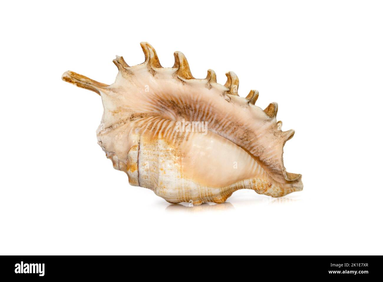 Image of Millipede spider conch (Lambis millepeda) isolated on white background. Sea snail. Undersea Animals. Sea Shells. Stock Photo