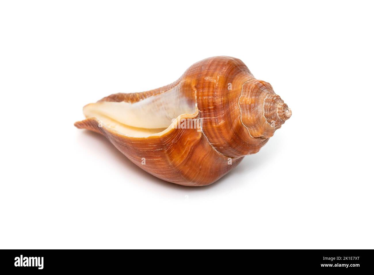 Image of pugilina cochlidium (Spiral melongena) on a white background. Red Sea Snail. Undersea Animals. Sea Shells. Stock Photo