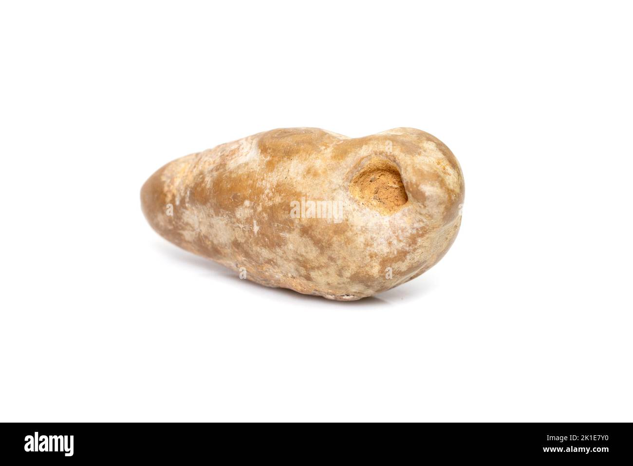 Marine fossils shells isolated on white background. petrified shells. Stock Photo