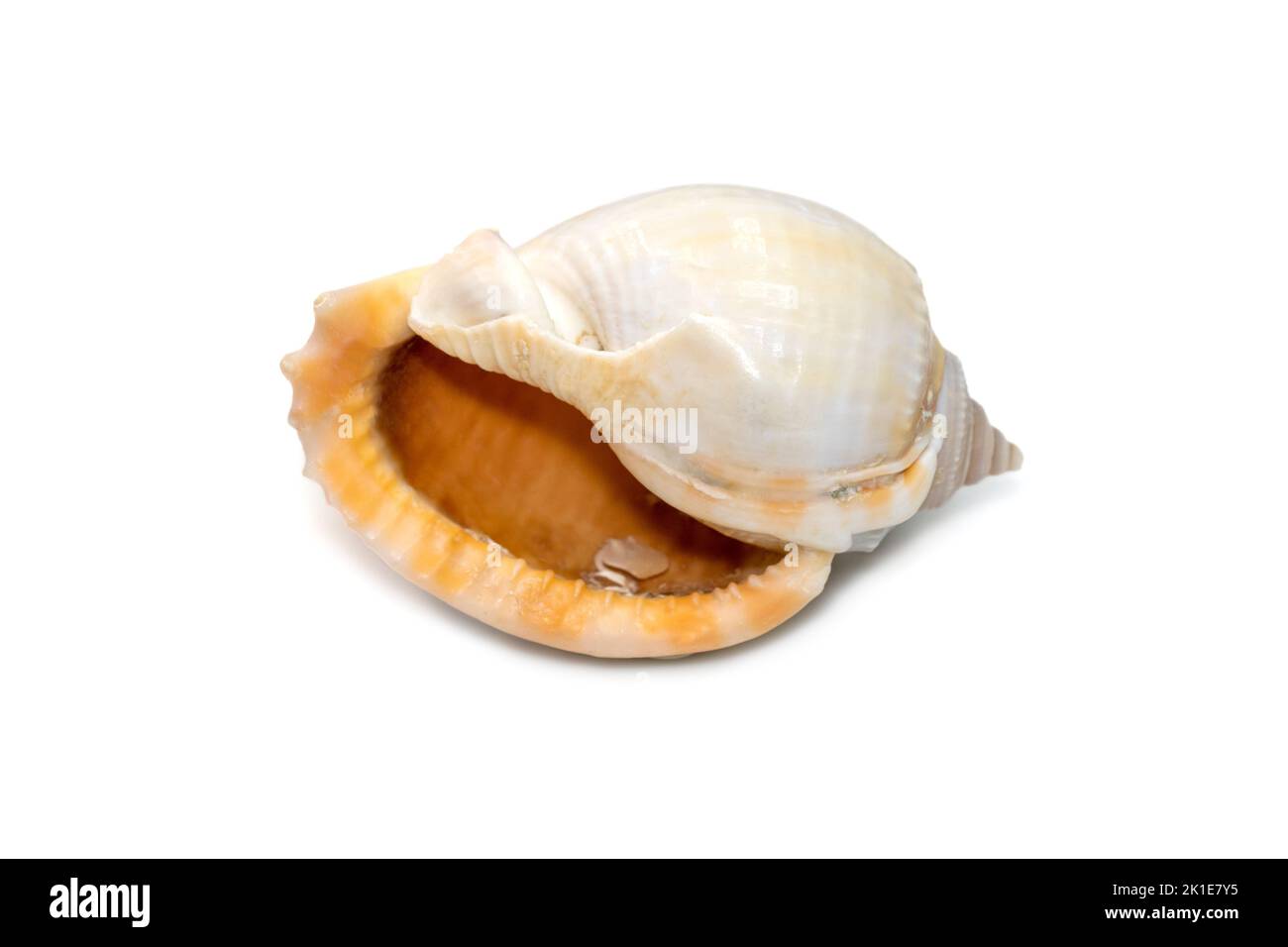Image of phalium glaucum shell, common name the grey bonnet or glaucus bonnet, is a species of large sea snail, a marine gastropod mollusk in the fami Stock Photo